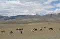 Paysages de Mongolie
